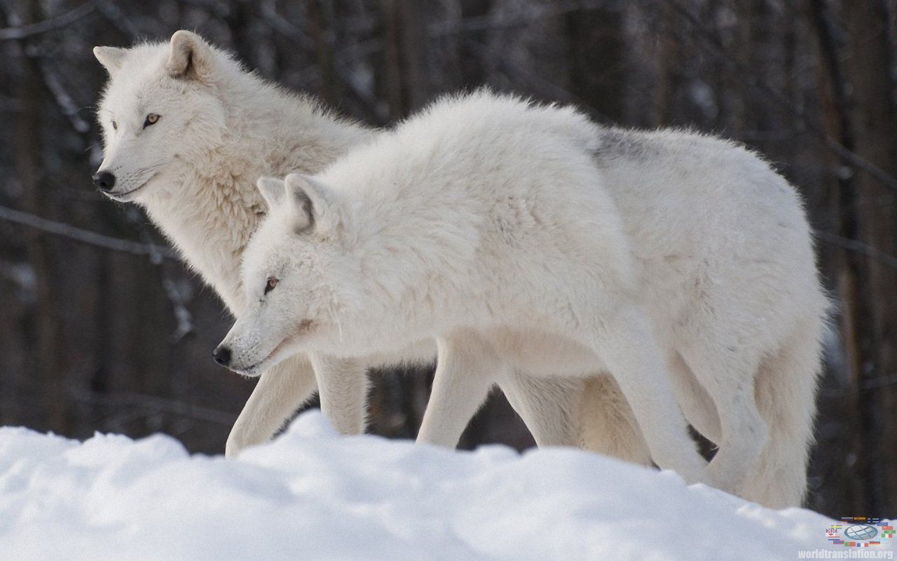 flock of Arctic wolves